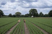 Maelor Forestry Tree Nurseries